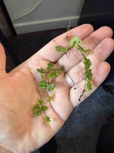 Oak leaf creeping fig - oak,