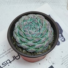 5'' Echeveria Mexico Tears