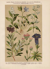 Thousand Gold Herb Gentian