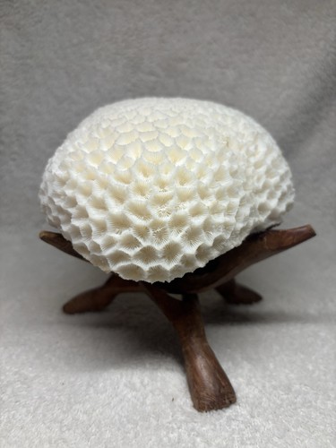 Vintage large fossilized brain - fossilized,