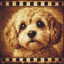 Cavapoo Puppy Dog Echoes on