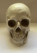 Fake Human Skull - Halloween Decoration, Artist Aid, Theatrical Prop, Gothic Etc