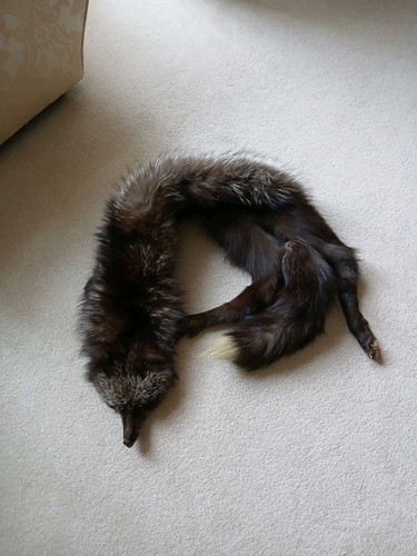 Silver fox fur stole - fox,