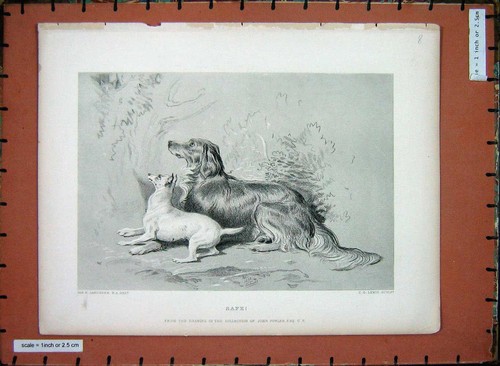 Original old antique print sir - old,
