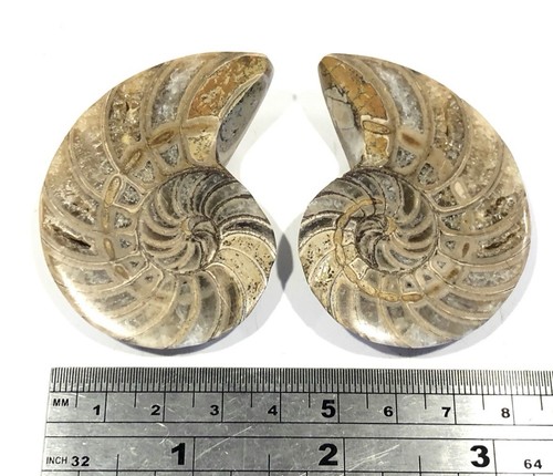 Genuine fossil cut polished - fossil,