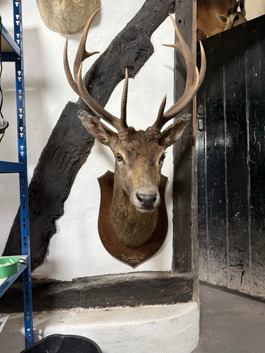 Rowland ward red stag 1931 - red,