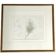 Jonathan Sainsbury Botanical Sketch Pine Cone Art Drawing Framed