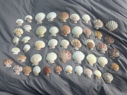 48pcs natural scallop sea - 48pcs,
