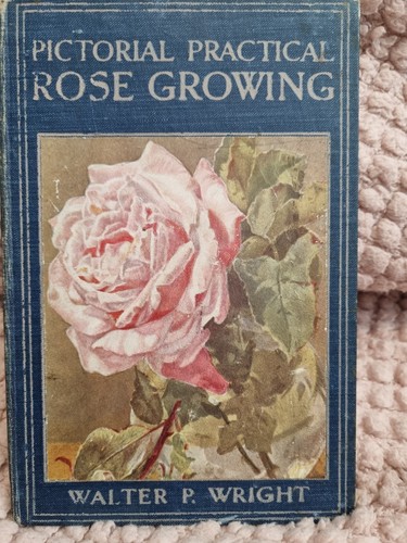 1914 pictorial practical rose - 1914,
