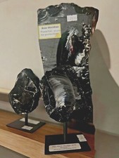 Rocks Fossils Minerals