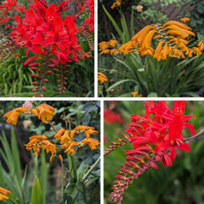 Crocosmia Seeds 60 X Lucifer & Citronella - Huge Vibrant Red & Yellow Parents