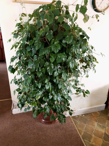 Grape ivy - grape, (cissus