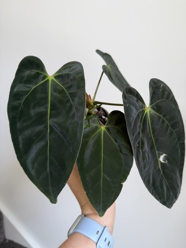 Anthurium grey boy - anthurium,