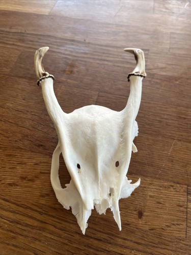 Muntjac skull taxidermy deer - muntjac,