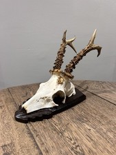 Taxidermy Abnormal Deformed