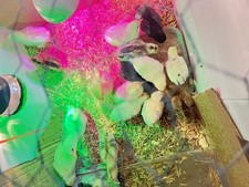 MAGNETIC SEXER✅FOR HATCHING