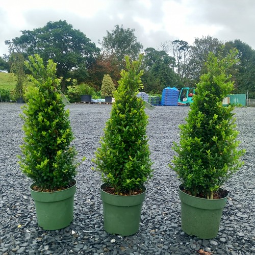 Ilex crenata jenny - 3x,