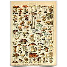 Adolphe Millot Mushroom