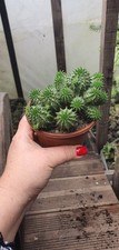 Euphorbia suzannae plants 