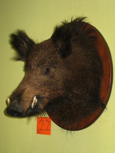 Wild boar head medium - head, (22)