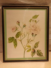 Roses botanical study original