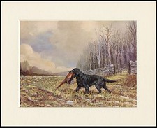 FLAT COATED RETRIEVER AT WORK