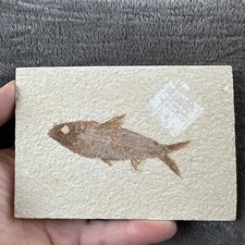 Fossil Fish Knightia eocaena