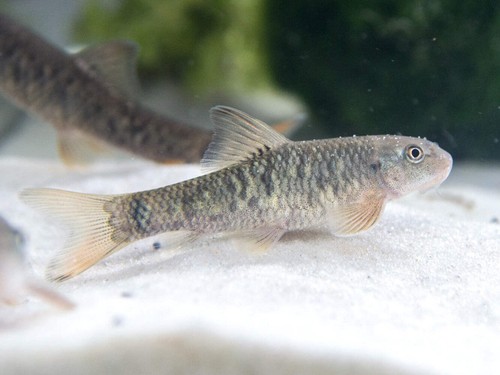 Doctor fish aka - fish,