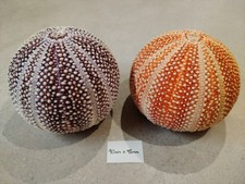 2  Large Scottish Sea Urchins