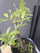 chunky  Oak Bonsai Tree