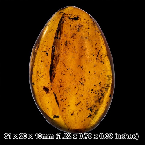 Burmese cretaceous amber with