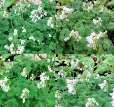4 X Primula matthioli Alba