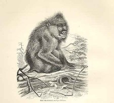 Old Antique Print Mandrill 1862 Wood'S Natural History Engraving Monkey 19th