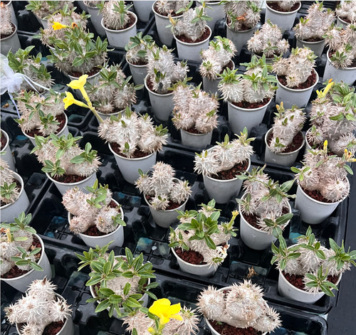 10pcs rare pachypodium - 1/3/5/10pcs,