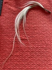 BLONDE SECTION NATURAL HORSE