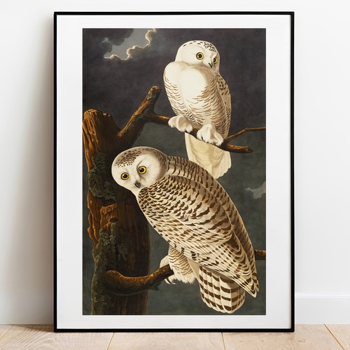 Art print snowy owl audubon - art, by
