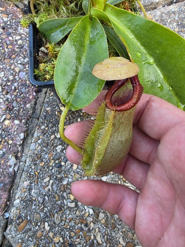 Nepenthes spathulata x - spathulata,