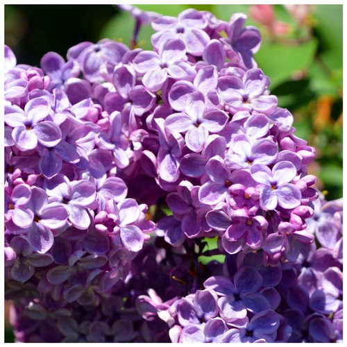 Syringa vulgaris common - vulgaris, /
