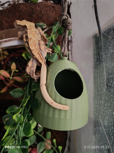 Natural coconut hide for - coconut,
