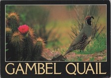 Gambel Quail James Tallon Postcard 4x6