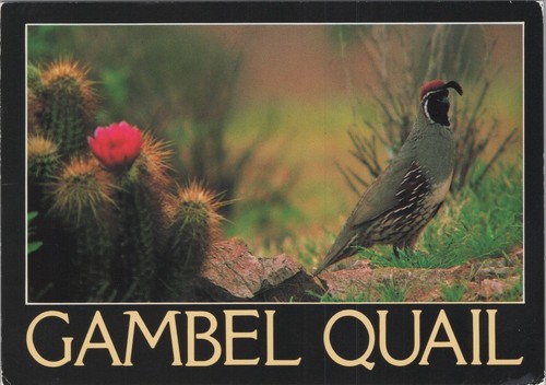 Gambel quail james tallon - gambel,