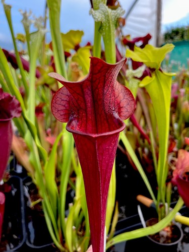 Sarracenia johnny marr - sarracenia, x