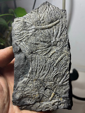 Natural Triassic period