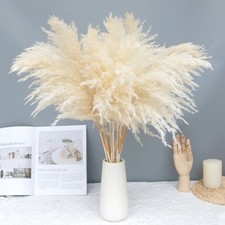 10 PCS Cream Pampas Grass