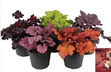 2 x Mix Heuchera Plants – 2L