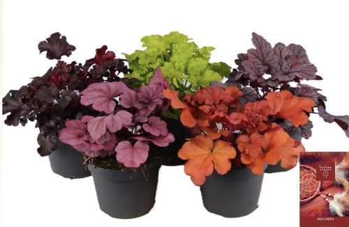 Mix heuchera plants 2l - x,