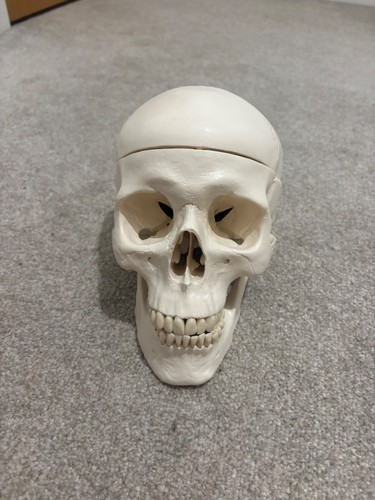 Human anatomical anatomy skull - human,