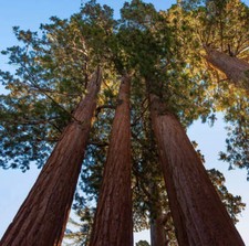 Sequoiadendron giganteum |