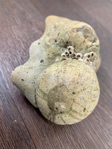 Echinoid marine fossil sea - fossil,,