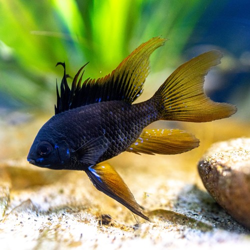 Breeding pair long fin - pair,